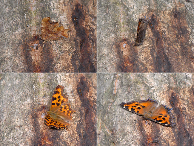 チョウの表と裏