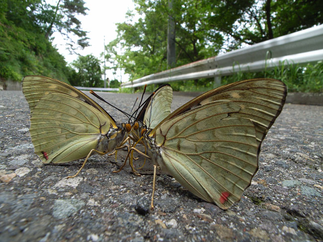 路上のオオムラサキ