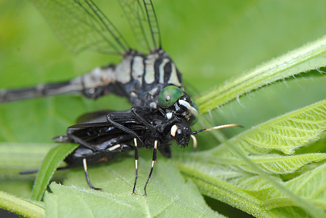 ハチを食べるヤマサナエ