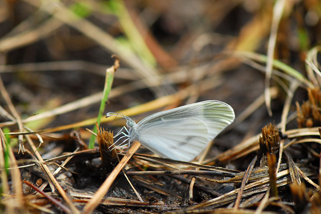 夏型のヒメシロチョウ