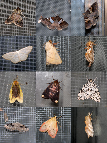 明かりに集まるガ1