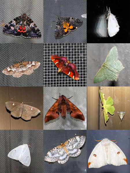 明かりに集まるガ2