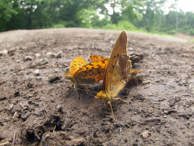 ヒョウモンチョウの仲間