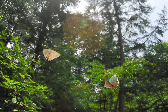 メスアカミドリシジミのテリトリー争い