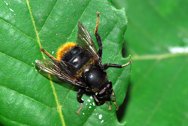マルハナバチに似たアブ