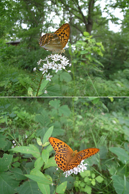 庭のミドリヒョウモン