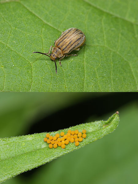 ブタクサハムシ