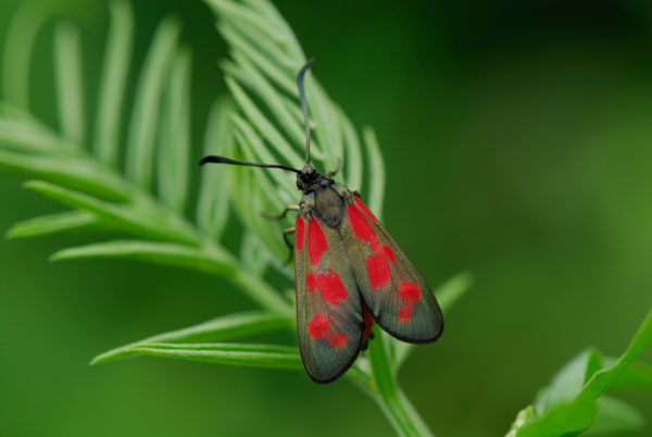 ベニモンマダラ