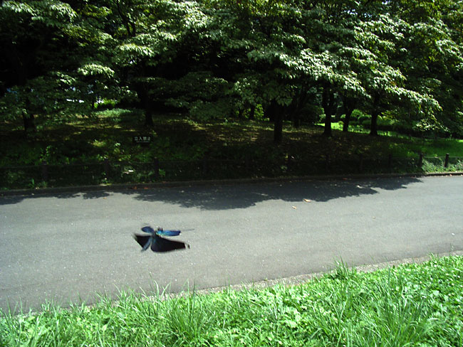 東京のチョウトンボ