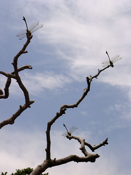 東京のウチワヤンマ