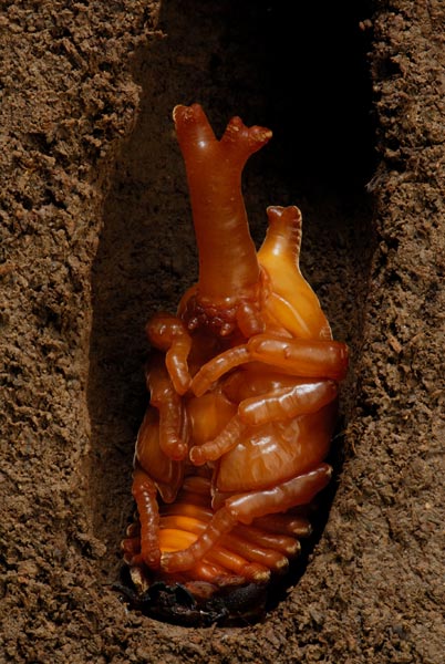 カブトムシの蛹