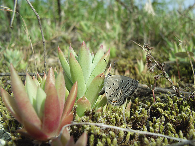 クロツバメシジミの産卵