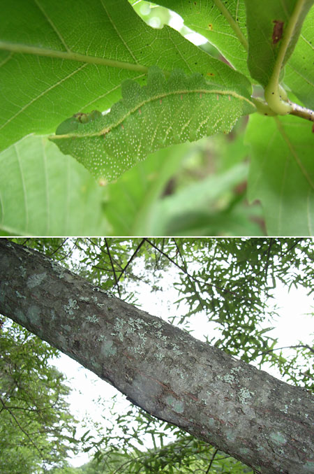 かくれんぼ上手の幼虫