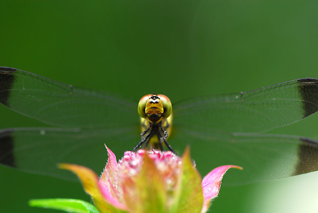 庭のアカトンボ
