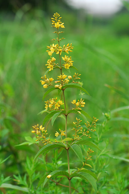 黄色の花（クサレダマ）