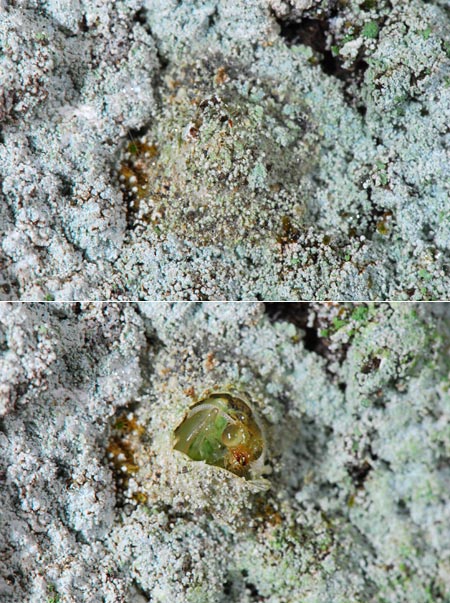 コマダラウスバカゲロウの蛹