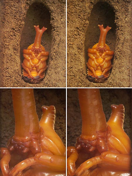 カブトムシの蛹（立体写真）
