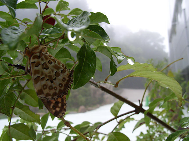 ツマグロヒョウモン