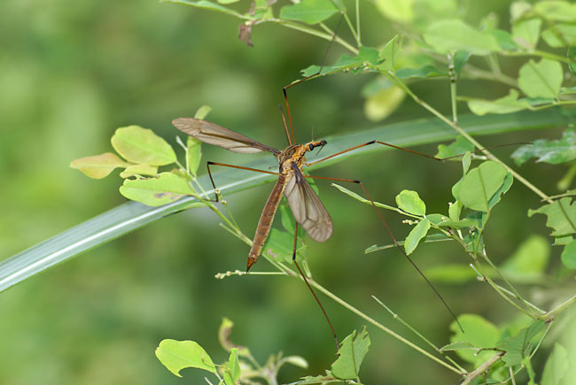 ミカドガガンボ