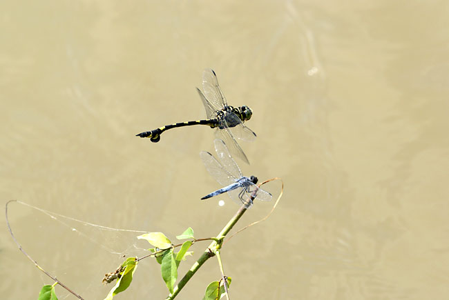 ウチワヤンマ（α100）