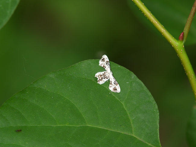 クロオビシロフタオ