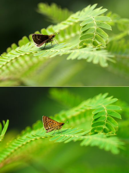 ホシチャバネセセリ（α100　vs　D200）