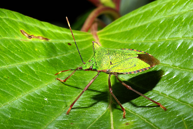 ツノアオカメムシ（マクロストロボ）