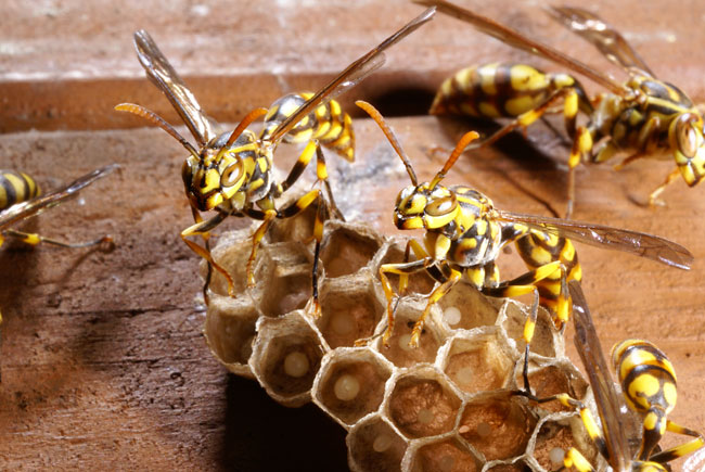 ヒメホソアシナガバチ