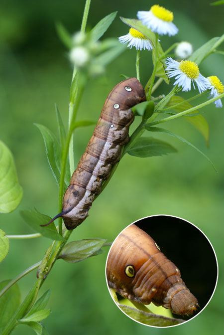 コスズメの幼虫