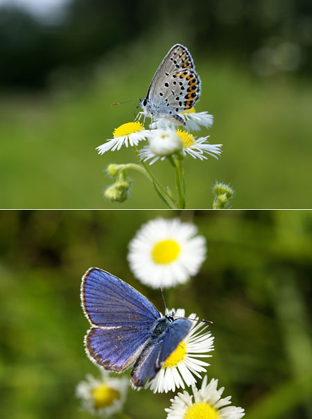 ミヤマシジミのオス