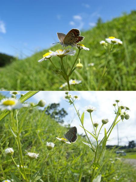 ミヤマシジミのメス
