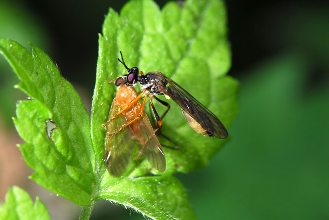 ハラボソムシヒキ