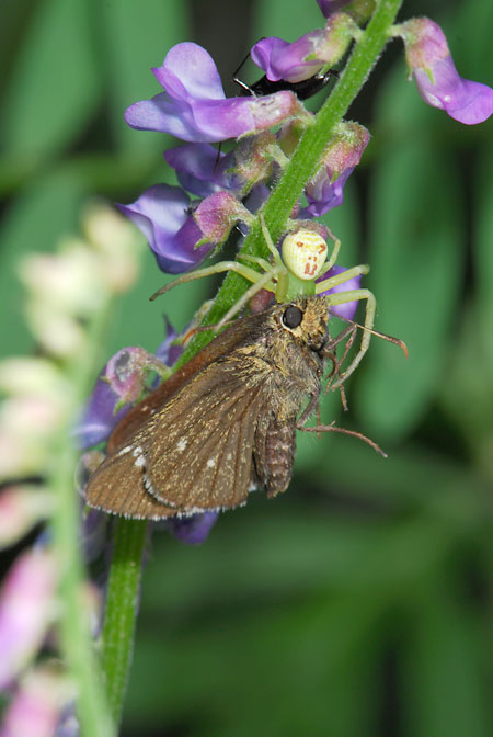 ハナグモの人面模様