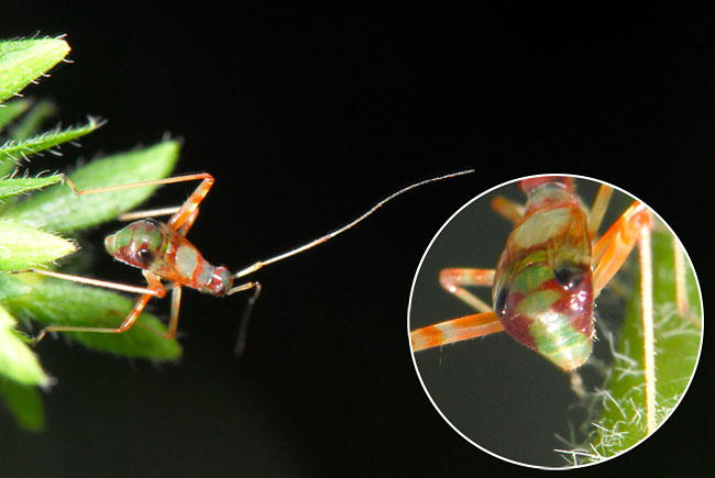 面白いカメムシ