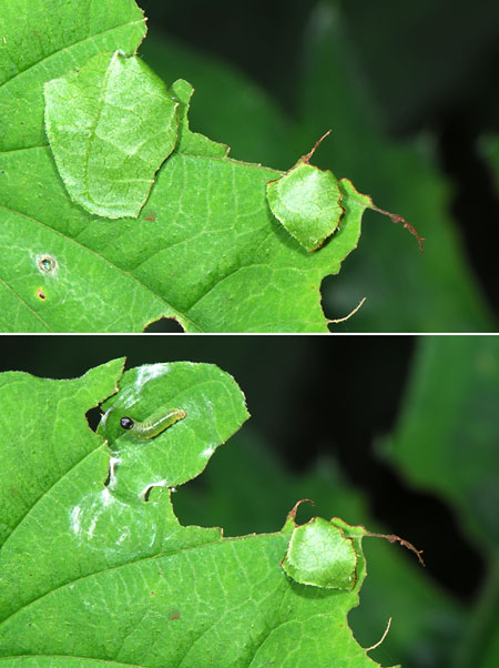 ダイミョウセセリの幼虫の巣