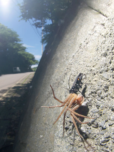 オオモンクロベッコウ
