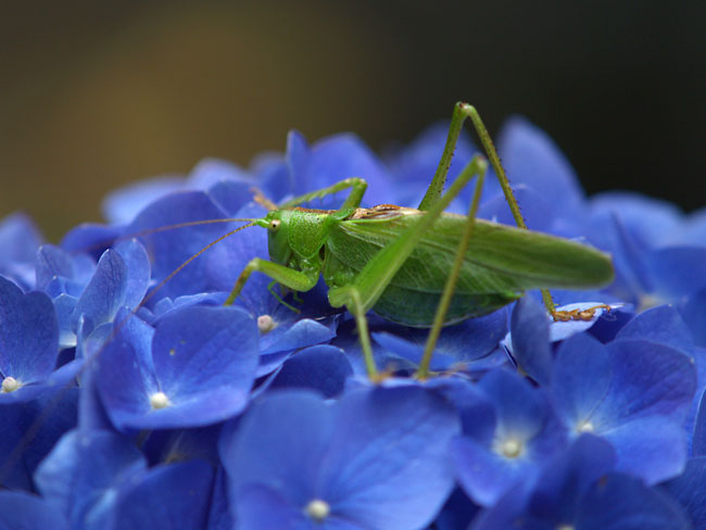 アジサイの上のヤブキリ