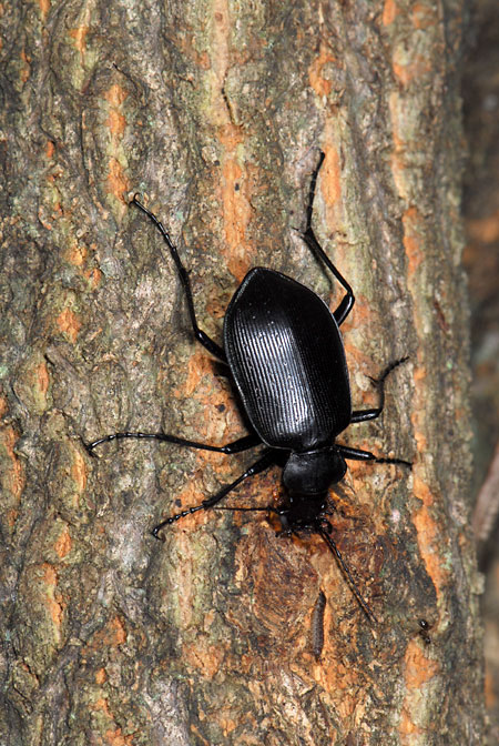 樹液に来たクロカタビロオサムシ