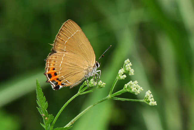 ミヤマカラスシジミのメス