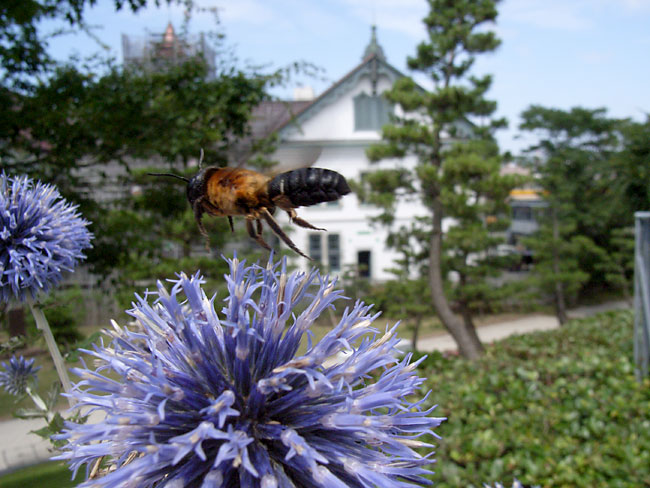 オオハキリバチ