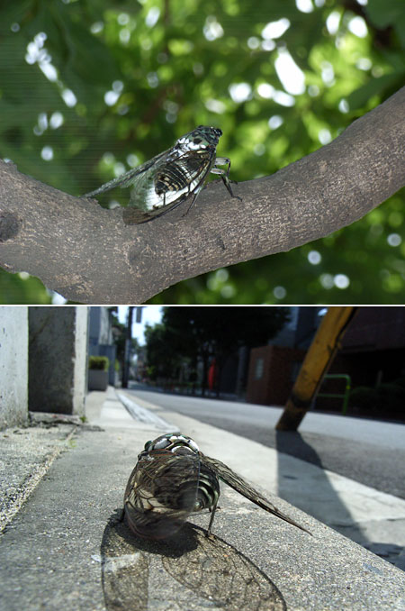 東京のミンミンゼミ