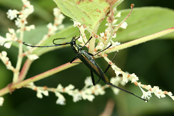 ミドリカミキリ