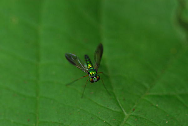 マダラアシナガバエ