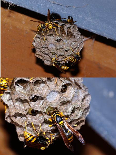 キアシナガバチ