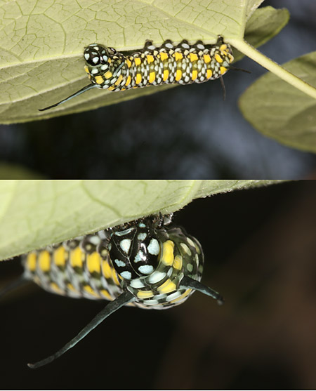 アサギマダラの幼虫