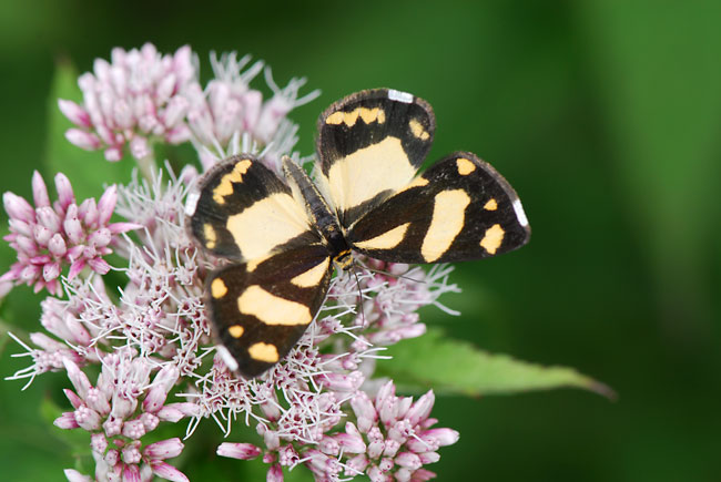 昼のガはチョウそっくり（キンモンガ）