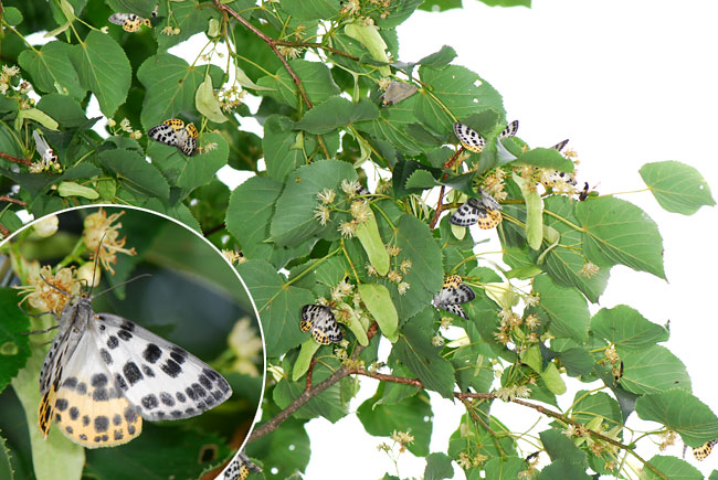 ヒョウモンエダシャクが群がる木