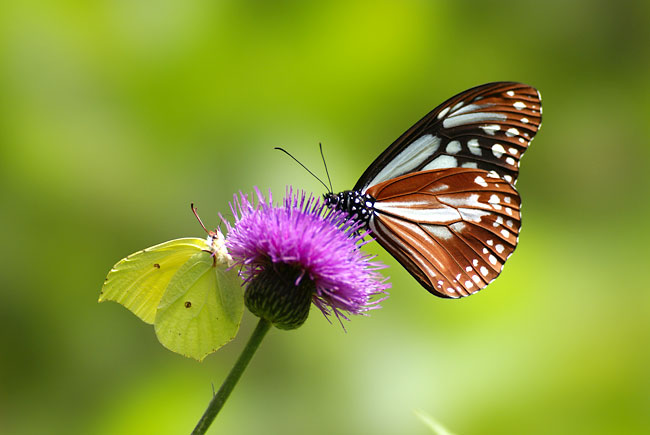 スジボソヤマキチョウとアサギマダラ