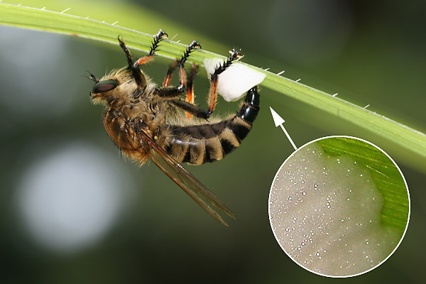 シオヤアブの産卵