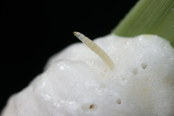 シオヤアブの孵化